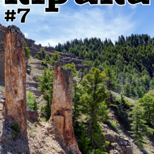 Couverture du numéro 7 de kīpuka montrant des arbres pétrifiés à Specimen Ridge, dans le parc de Yellowstone.