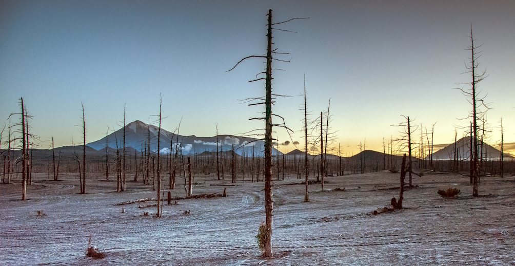 Arbres morts devant la silhouette du volcan Tolbatchik.