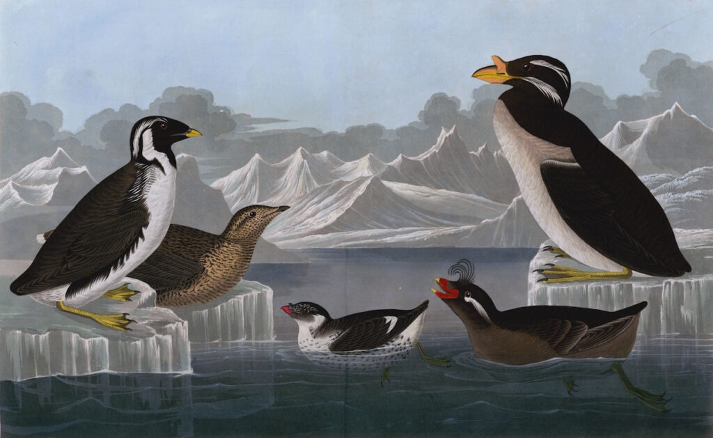 Illustration naturaliste montrant cinq espèces d'oiseaux de l'Arctique.