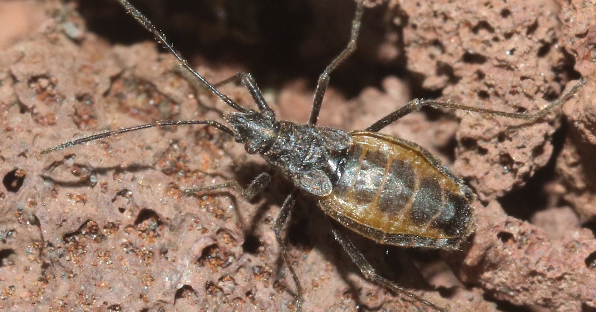 De curieux insectes sur les volcans hawaïens