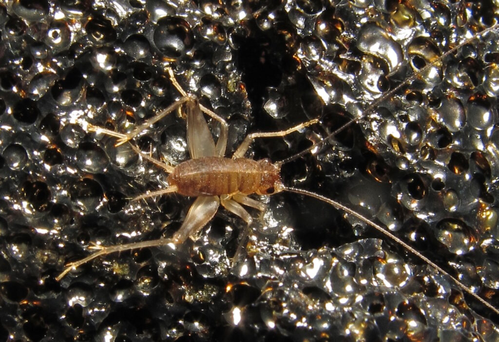 Un grillon marron-translucide, aux longues antennes, sur une roche lavique noire pleine de vésicules.