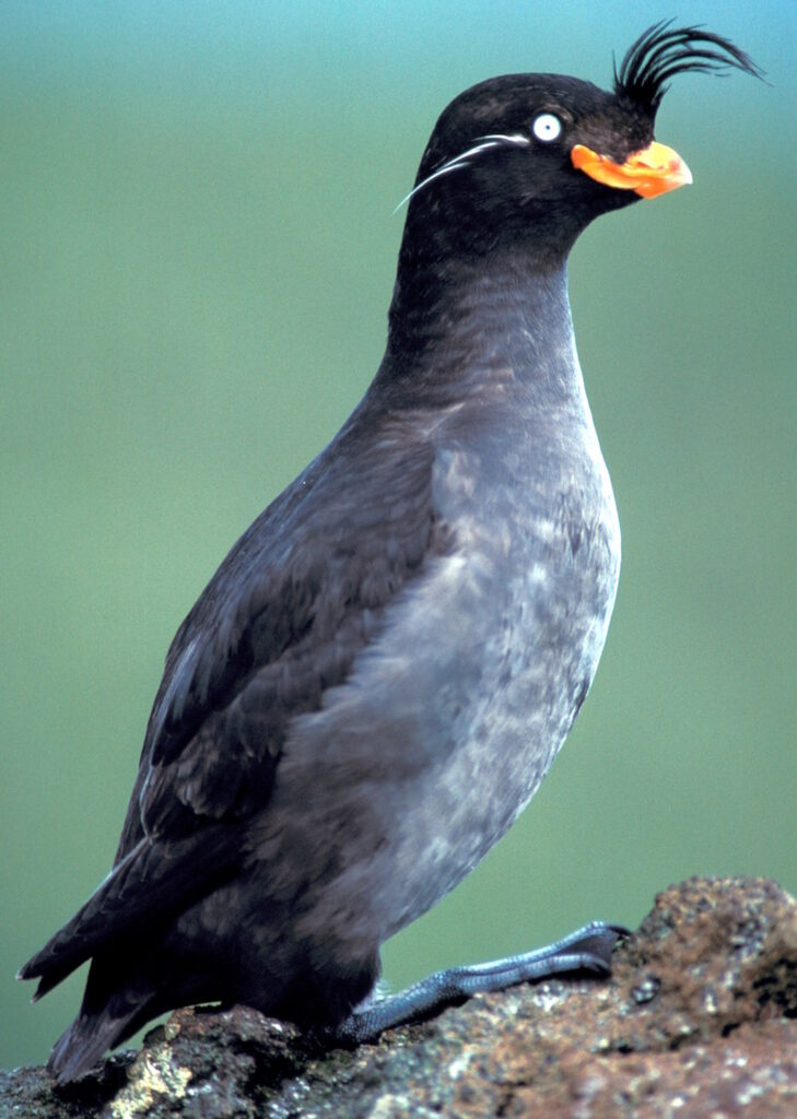 Une starique cristatelle. L'oiseau possède un plumage sombre, un bec orange, une crête courbée vers l'avant et une ligne blanche derrière l'œil.